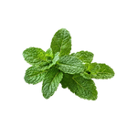 Menthol ingredient