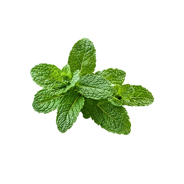 Fresh menthol mint leaves ingredient